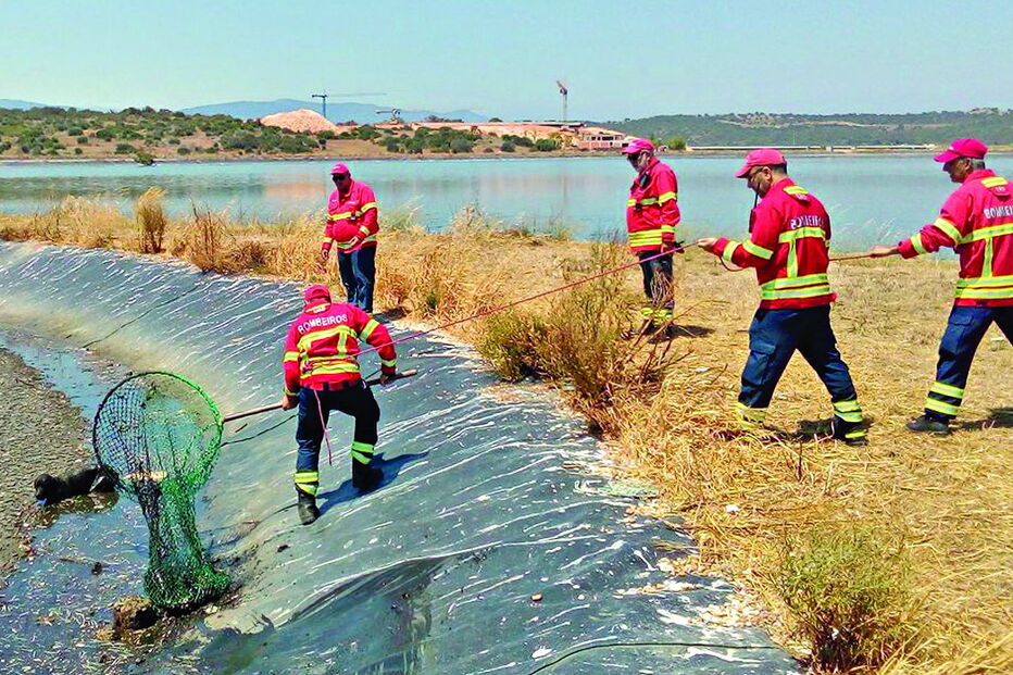 Bombeiros de Portimão enviaram cinco homens para resgatar os animais que estavam em perigo na ETAR
