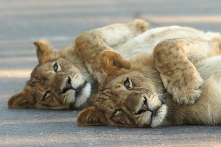 Leões no Kruger PArk, na África do Sul