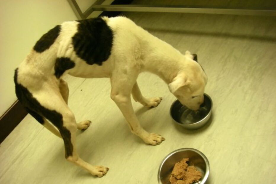 Cães morrem à fome