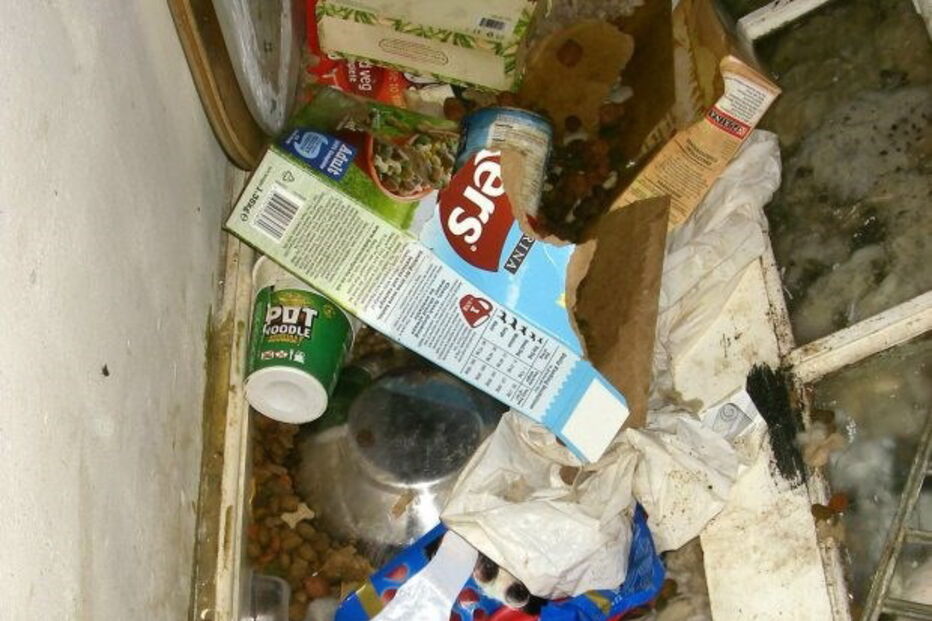 Cães morrem à fome