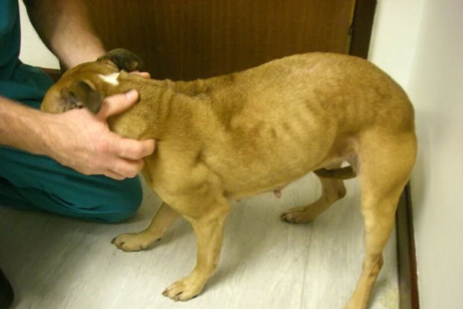 Cães morrem à fome