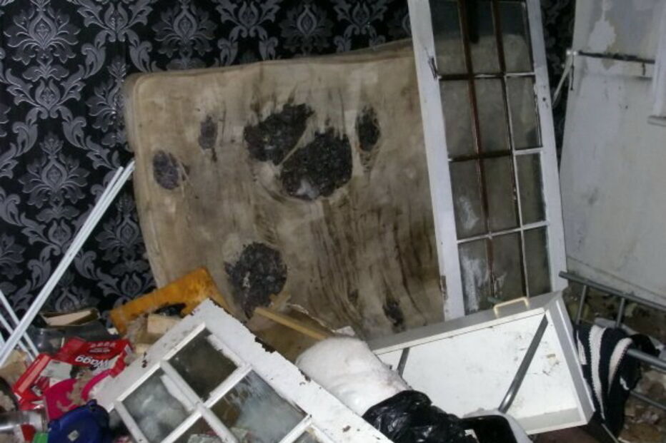 Cães morrem à fome