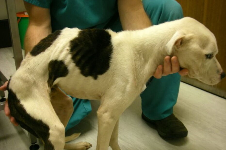 Cães morrem à fome