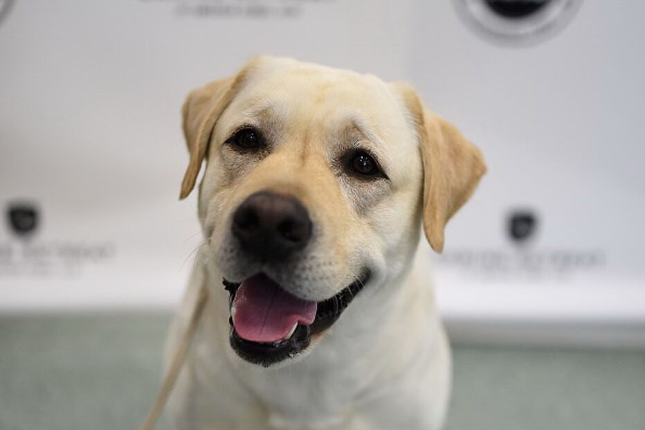 cães, animais, psp, morte, Odivelas, carro, veículo, Strada, parque de estacionamento