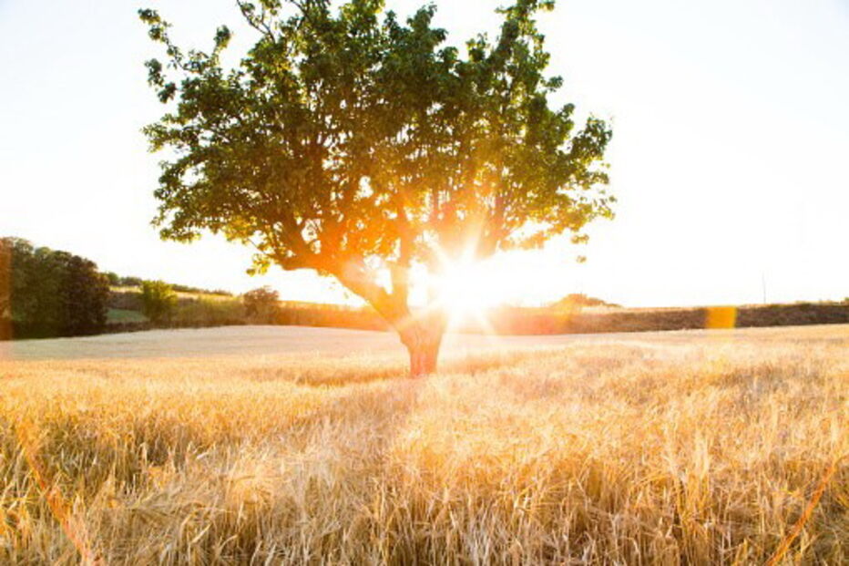 Temperaturas elevadas
