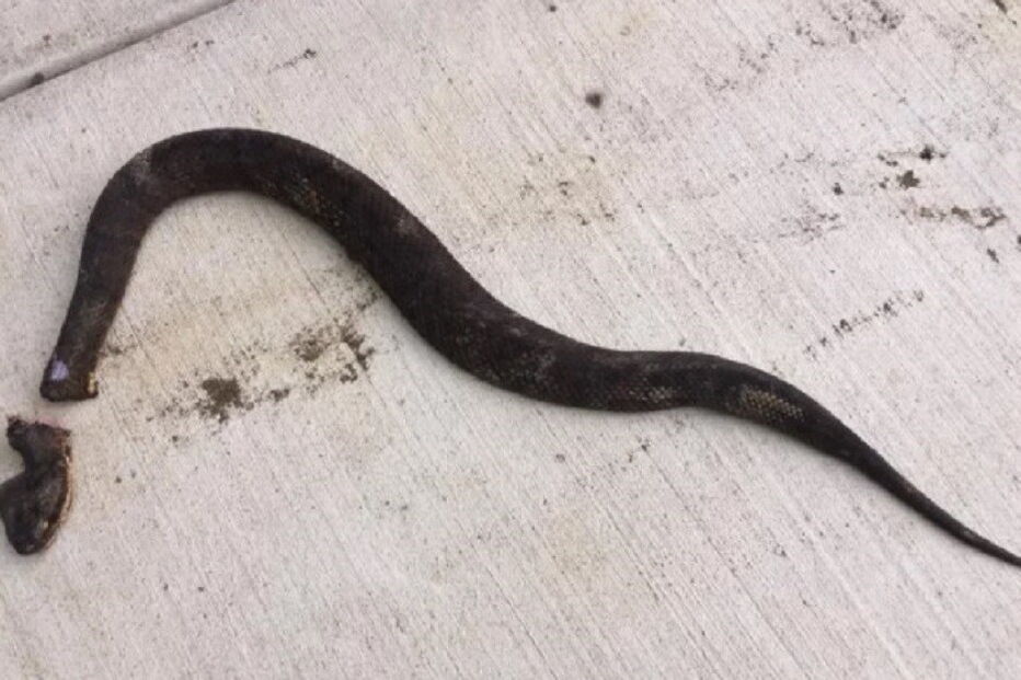 Mulher filma cobra a contorcer-se após ter sido decapitada