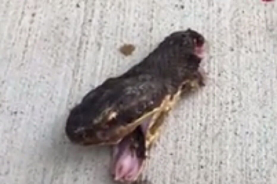 Mulher filma cobra a contorcer-se após ter sido decapitada