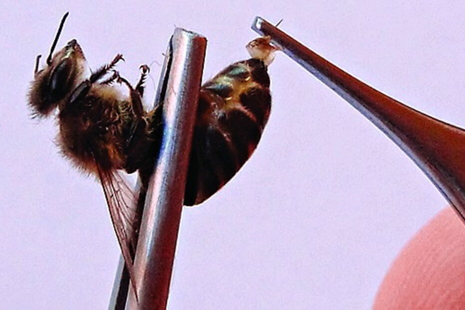 China, António Couto, saúde, abelhas, apiterapia, varizes, herpes labial, rugas