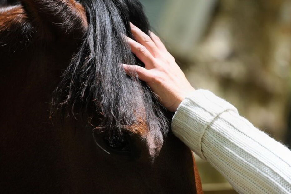 Cavalo