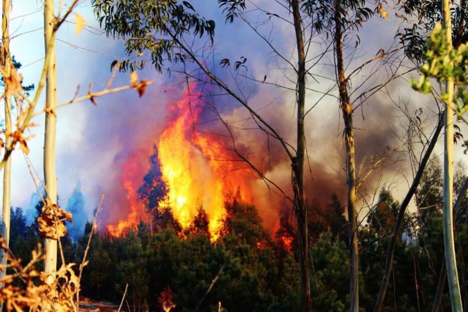 Incêndio em Santa Comba Dão