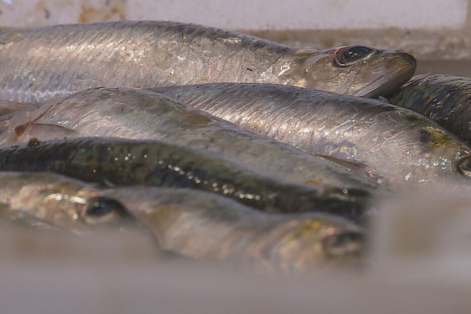 Pesca da sardinha deverá ser suspensa por 15 anos