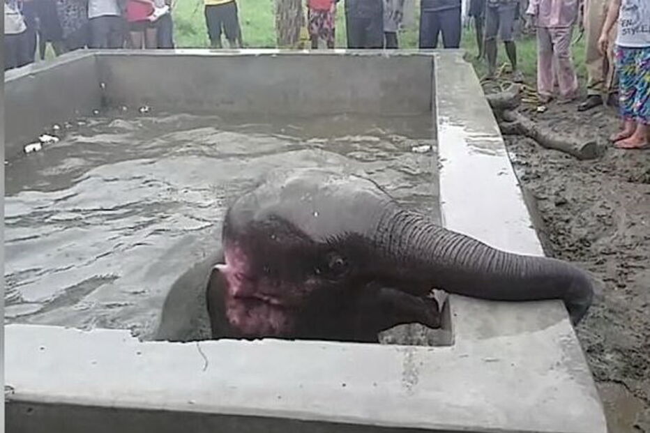 Elefante bebé fica preso em poço