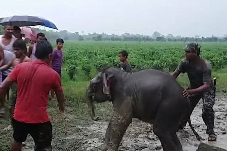 Elefante bebé fica preso em poço