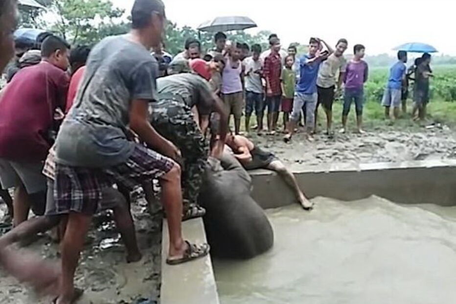 Elefante bebé fica preso em poço