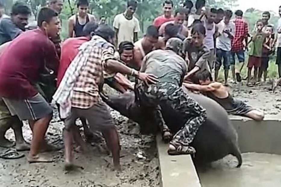 Elefante bebé fica preso em poço