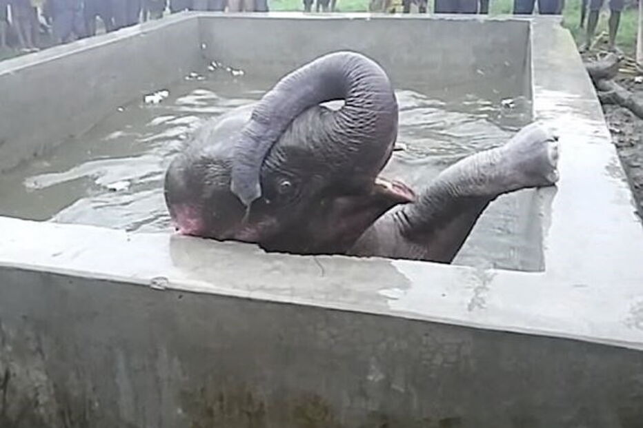 Elefante bebé fica preso em poço