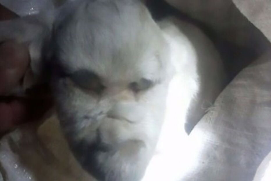 Cabra nasce com rosto demoníaco