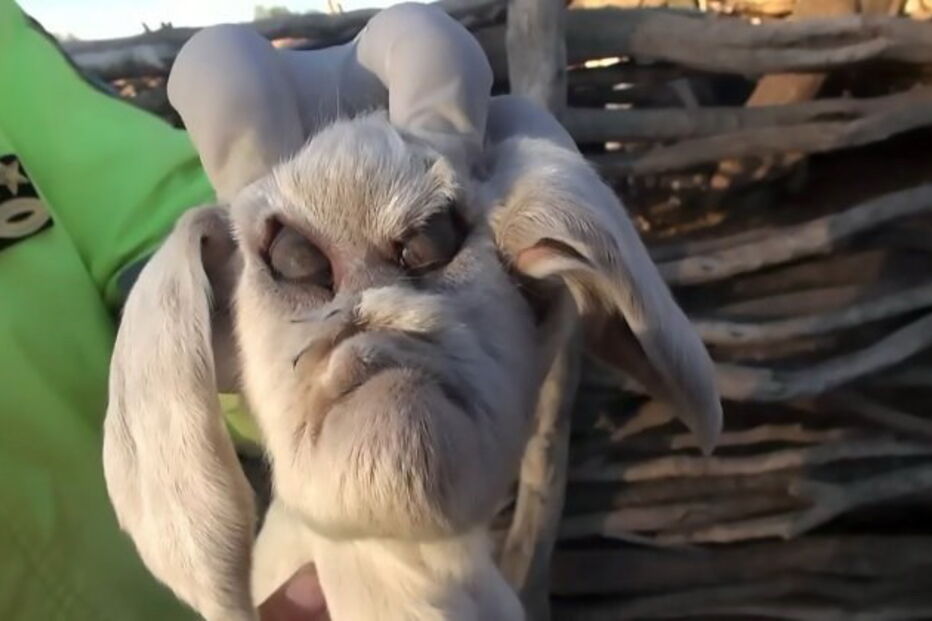 Cabra nasce com rosto demoníaco