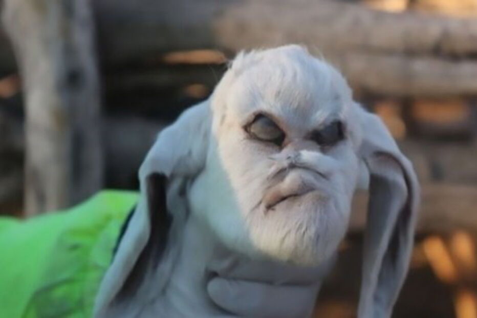 Cabra nasce com rosto demoníaco