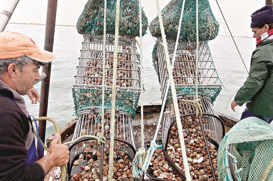 Pesca da ganchorra corre risco de desaparecer, alerta a Olhãopesca