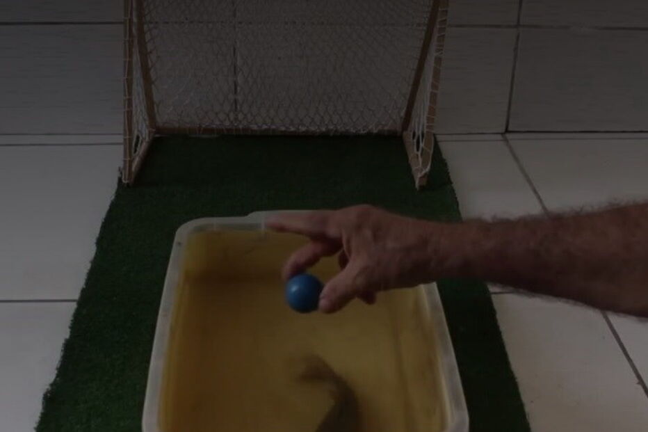 Peixe-gato usa a cauda para acertar na bola