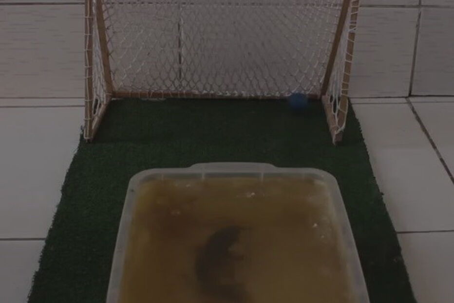 Peixe-gato usa a cauda para acertar na bola