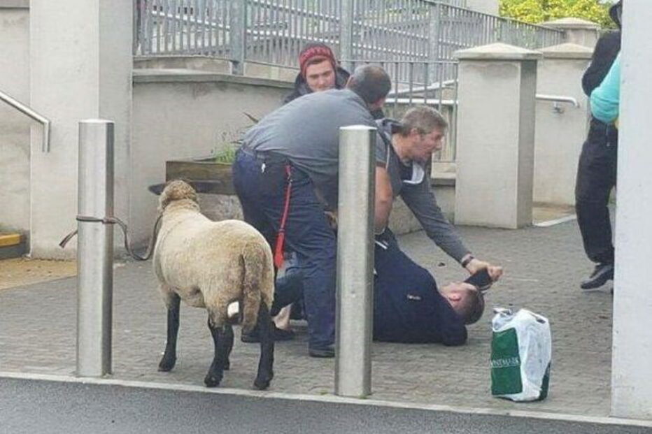 Andrew com a ovelha 'Chops'