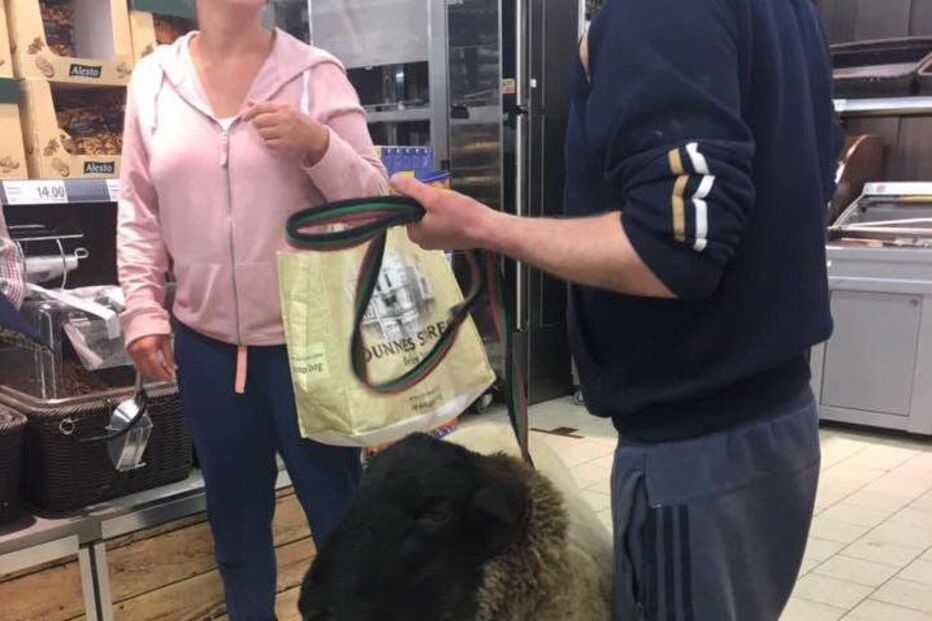 Andrew com a ovelha 'Chops'