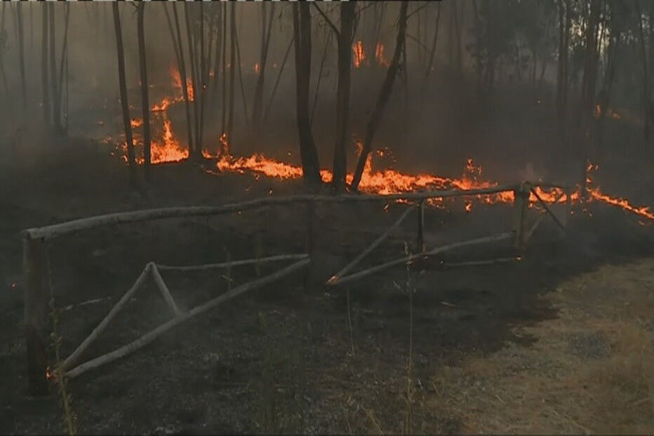 Proença-a-Nova, Comando Distrital de Operações de Socorro, presidente da Câmara de Proença-a-Nova, João Lobo, ambiente, política, natureza