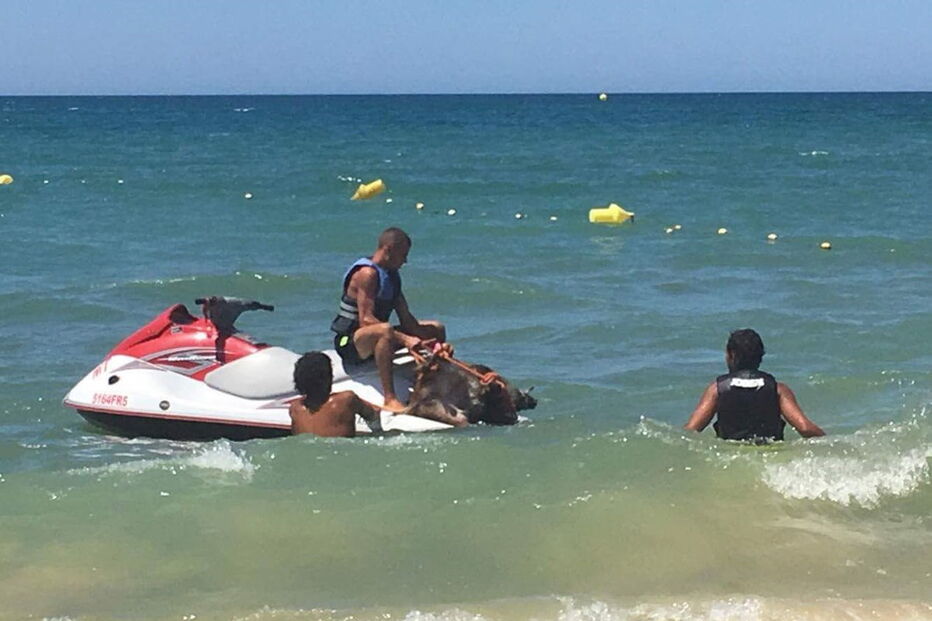Javali encontrado a nadar no mar   