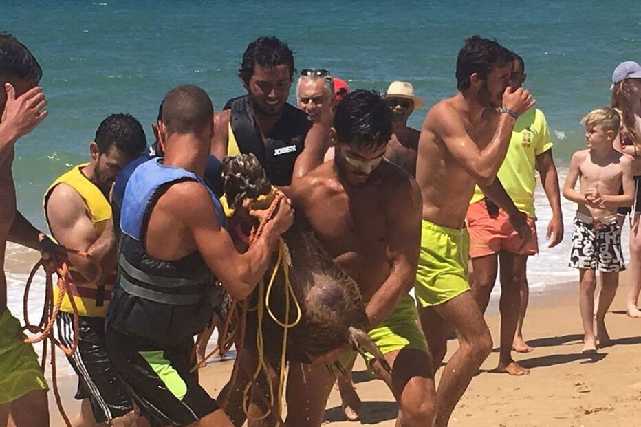 Javali encontrado a nadar no mar   