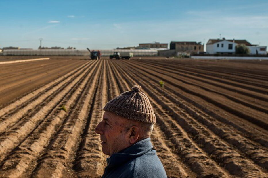 Agricultores, Batata