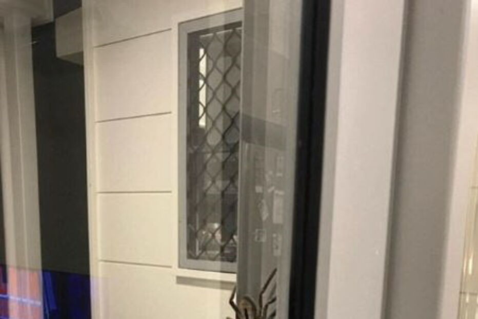 Aranha Gigante, Austrália