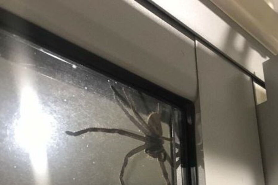 Aranha Gigante, Austrália
