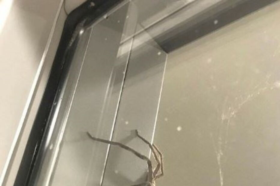 Aranha Gigante, Austrália