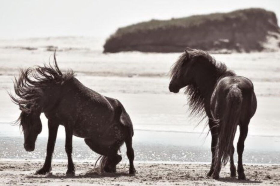Mulher, Ilha de Sable