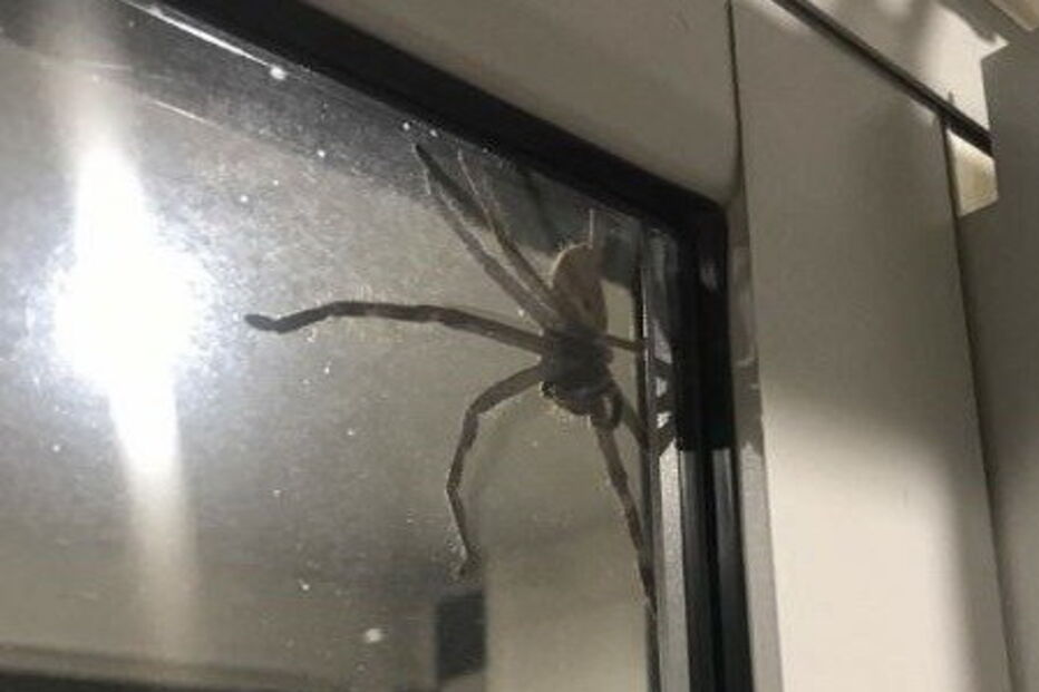 Aranha gigante apareceu na janela da cozinha