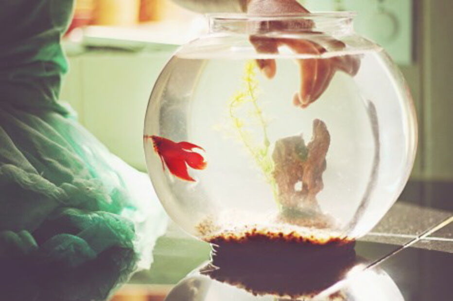 Corta peixe ao meio em disputa familiar