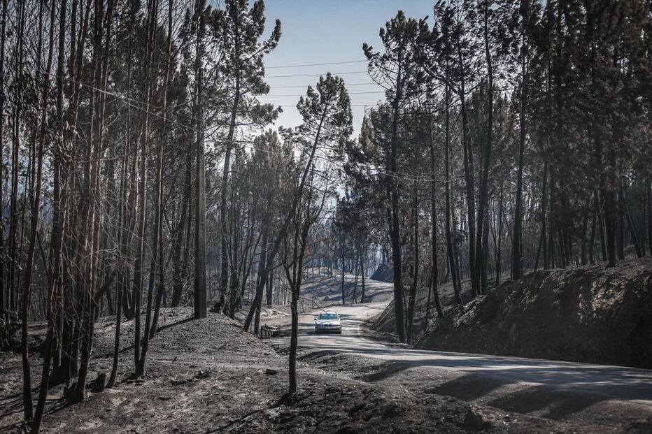Mação, cinzas, incêndio