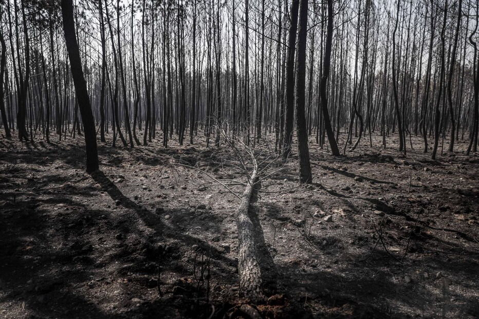Mação, cinzas, incêndio