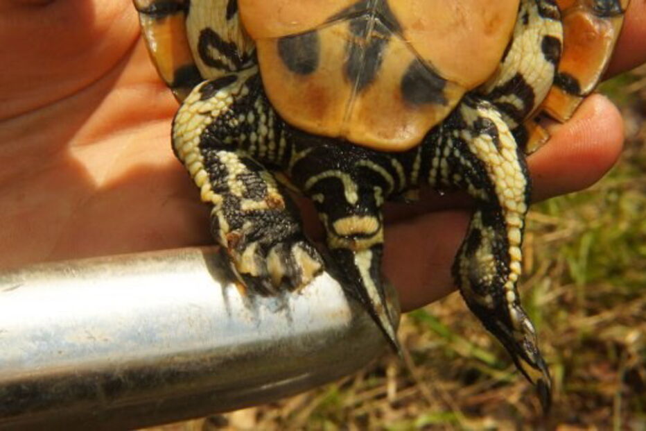 Vibradores estimulam tartaruga e permitem determinar sexo do animal