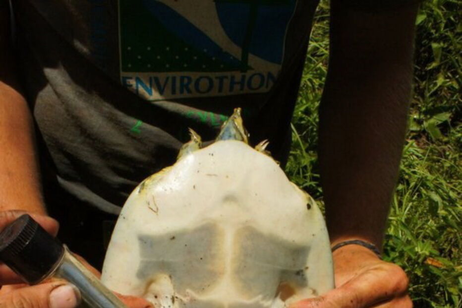 Vibradores estimulam tartaruga e permitem determinar sexo do animal