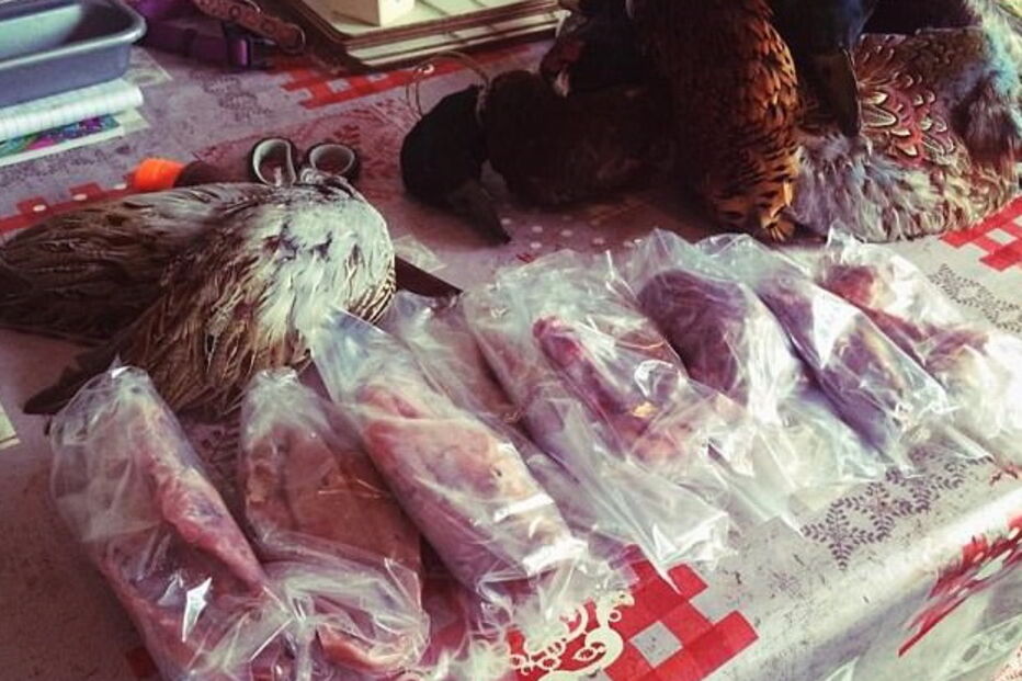 Mulher desiste de supermercados e começa a caçar a própria comida