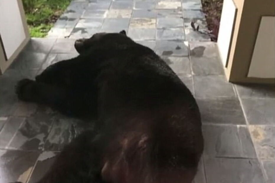 Urso gigante encontrado a dormir em varanda
