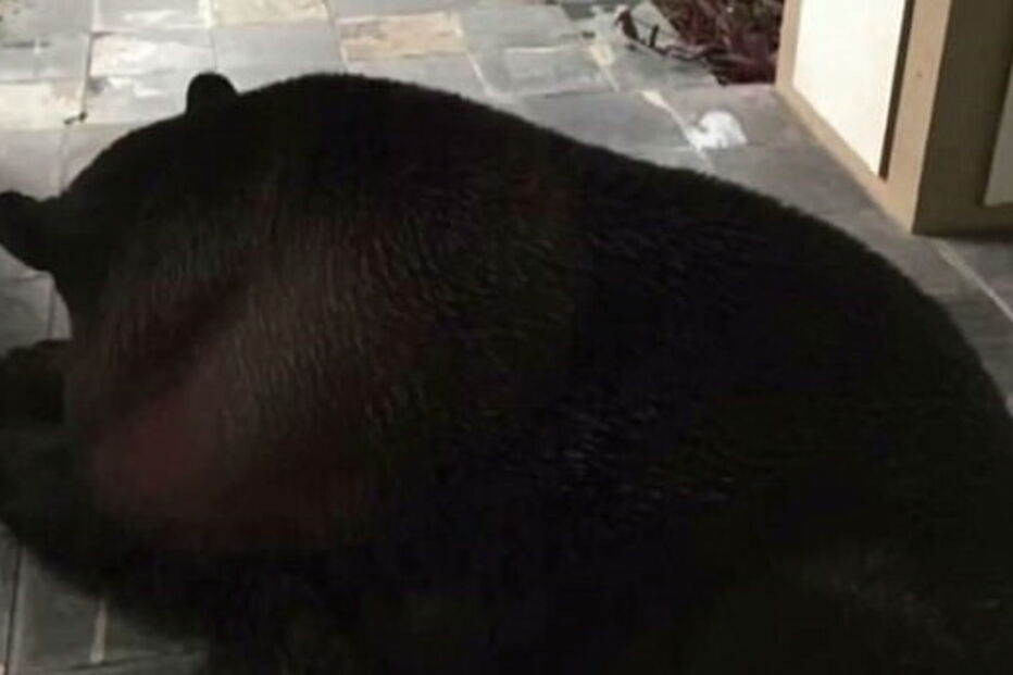 Urso gigante encontrado a dormir em varanda