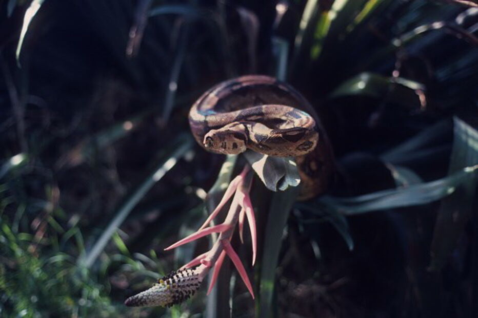Mulher tinha cobra presa à cara