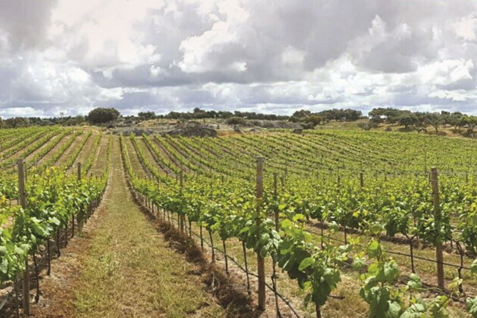 Dez hectares de vinha apostam na Touriga Nacional, a casta tinta considerada das mais nobres e exigentes de Portugal