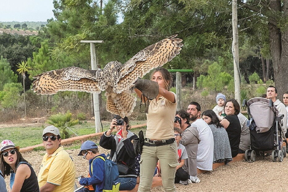 Safari pelo mundo selvagem no Alentejo, no Badoca Safari Park
