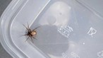 Casal encontra aranha mais venenosa de Inglaterra em casa