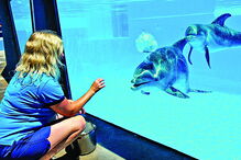 Mãe e cria andam sempre juntas e são vigiadas por veterinários e treinadores 